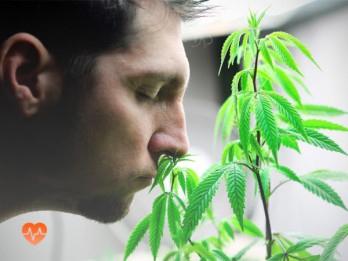 Детоксикация от марихуаны в Вардане